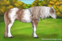 Horse Color:White Spotted Chestnut Sabino 