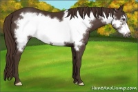 Horse Color:Liver Chestnut Frame 