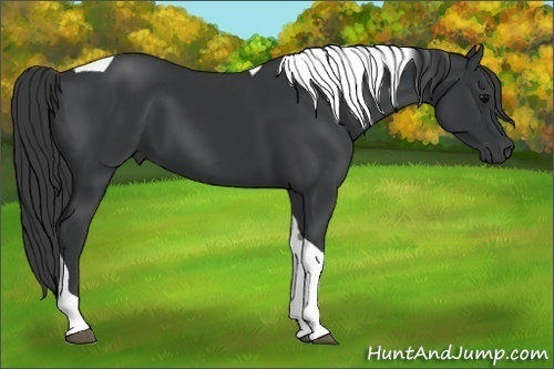 Horse Color:Unknown 