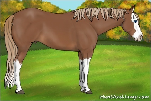 Horse Color:Unknown 