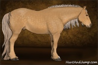 Horse Color:Palomino 
