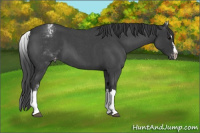 Horse Color:White Spotted Blue Roan Splash Varnish 