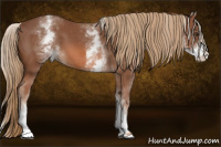 Horse Color:White Spotted Chestnut Sabino
