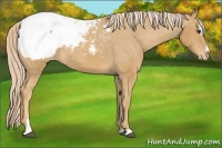 Horse Color:Palomino Sabino Snowcap 
