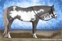 Horse Color:Silver Black Sabino Frame Varnish Rabicano 
