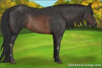 Horse Color:Brown Rabicano Brindle