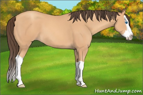 Horse Color: Amber Champagne Splash 