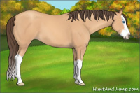 Horse Color:Amber Champagne Splash 