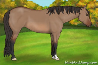 Horse Color:Bay Dun 