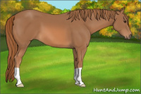 Horse Color:Chestnut 
