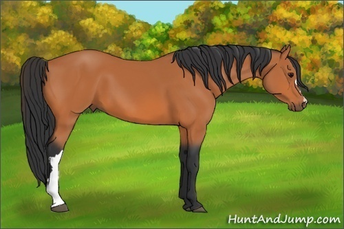 Horse Color: Bay 