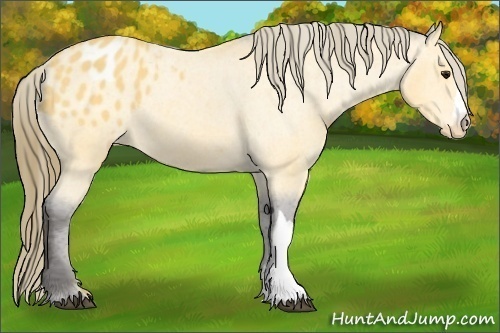 Horse Color: Buckskin Blanket 