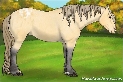 Horse Color: Buckskin Varnish 