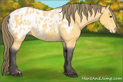 Horse Color: Buckskin Blanket 