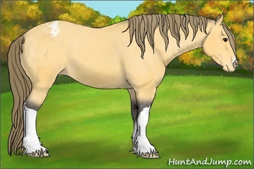 Horse Color: Buckskin Varnish 