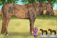 Horse Color:Black  Brindle