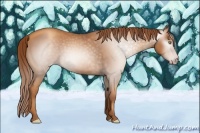 Horse Color:Gray Gold Champagne 