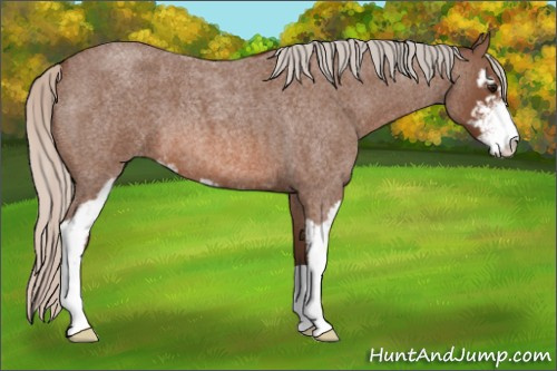 Horse Color: Silver Bay Roan Sabino 