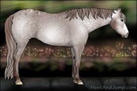Horse Color:Gray Chestnut Blanket 