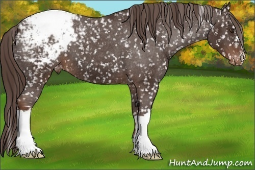 Horse Color: Liver Chestnut Snowcap 