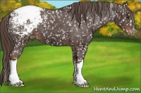Horse Color:Liver Chestnut Appaloosa