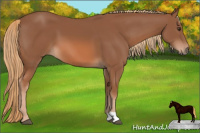 Horse Color:Liver Chestnut 