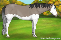 Horse Color:Grullo Splash