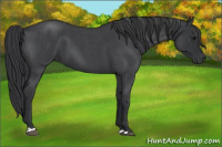 Horse Color:Blue Roan 