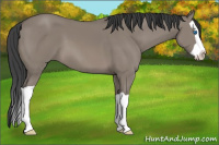 Horse Color:Grullo Splash 