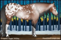 Horse Color:Gray Bay Appaloosa 