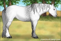 Horse Color:Gray Black 