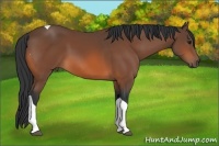 Horse Color:Bay Tobiano 