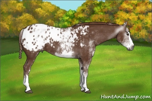 Horse Color:Gray White Spotted Chestnut Splash Appaloosa