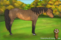 Horse Color:Buckskin 