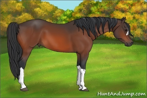 Horse Color: Bay 