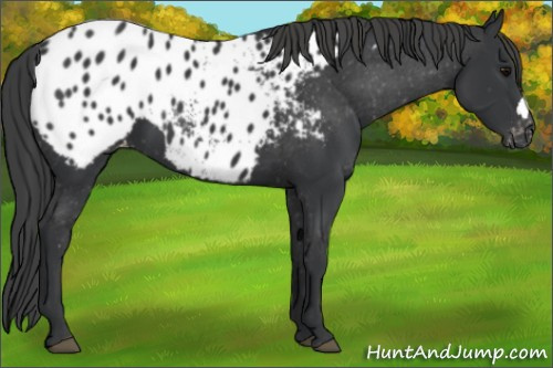 Horse Color:Black Appaloosa 