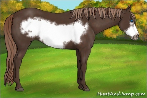 Horse Color:Liver Chestnut Frame 