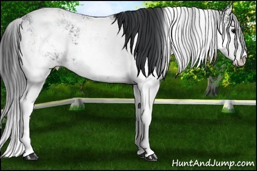 Horse Color: Black Sabino 