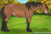 Horse Color:Bay Rabicano 