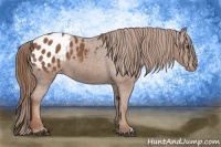 Horse Color:Chestnut Appaloosa 