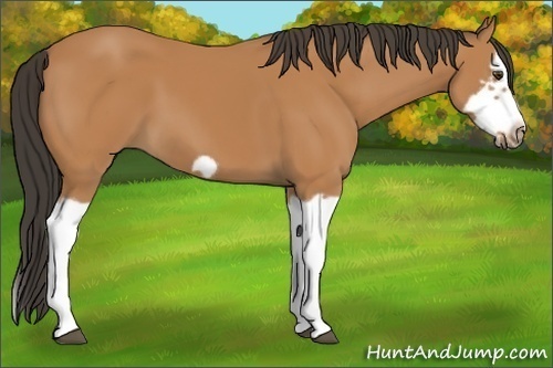 Horse Color:Bay Splash Frame