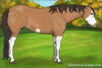 Horse Color:Bay Splash Frame 