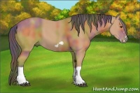 Horse Color:Nacre Bay Splash Frame 