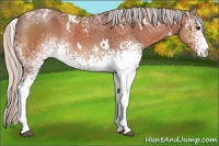 Horse Color:White Spotted Silver Bay Ice 