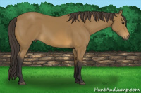 Horse Color:Buckskin 