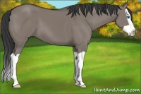 Horse Color:Grullo Splash 
