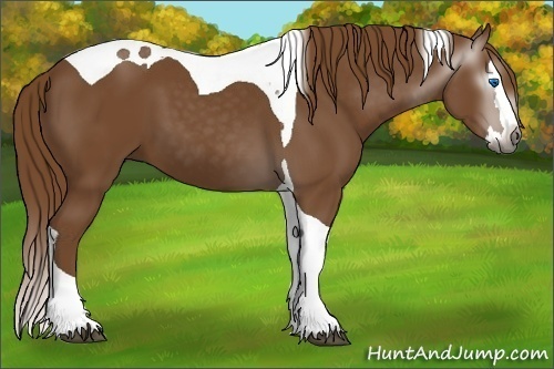 Horse Color:Gray Chestnut Splash Tobiano 