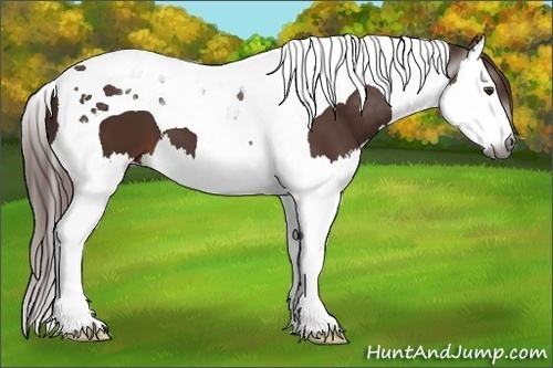 Horse Color:Gray Chestnut Splash Tobiano 