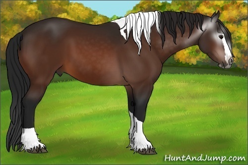 Horse Color:Gray Bay Splash Tobiano 