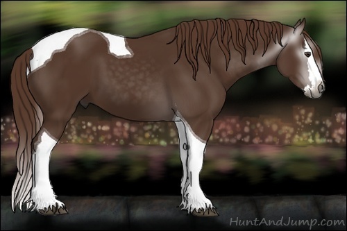 Horse Color:Gray Chestnut Splash Tobiano 